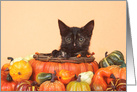 Tortie tabby kitten happy Thanksgiving card