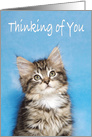 Little fluffy kitten Thinking of You card