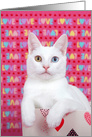 Valentine’s Day white kitten with love card