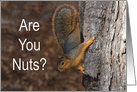 Are You Nuts Happy Valentine’s Day card