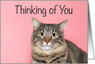 Adorable tabby Thinking of You card