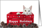 Heterochromia Kitten Happy Holidays card
