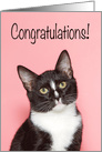 Congratulations New Cat card