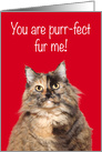 Punny Love You Tortie Cat card