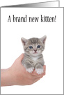 Congratulations new kitten adoption card