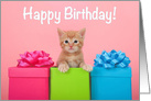 Orange ginger kitten Happy Birthday card