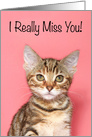 Sad Kitten Missing You card