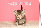 Tiny baby kitten Happy Birthday card