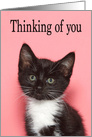 Tiny Tuxedo Kitten Thinking of You card