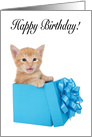 Kitten in a present birthday card