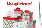 Meowy Christmas Siamese kitten in pile of presents card