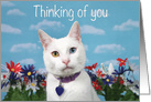 Heterochromia Kitten Thinking of you card