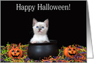 Siamese kitten in a witches’ cauldron Happy Halloween card