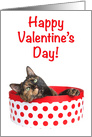 Cat Valentine’s Day love card