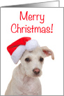 Terrier Puppy Merry Christmas card