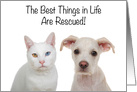 Congratulations on Your Pet Rescue Adoption, cat or dog card