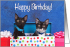 Adorable kittens Happy Birthday from Both of Us card