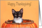 Kitten Happy Thanksgiving from a Distance Coronavirus Pandemic card