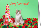 Yarn Balls with Kitten Merry Christmas card