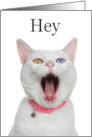 Hey Where Have You Been I Miss You Funny White Cat card