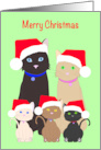 Merry Christmas Cats and Kittens wearing Santa Hats card