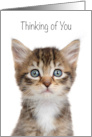 Adorable Wide Eyed Tabby Kitten Thinking of You card