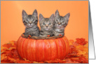 Kittens in a Pumpkin Basket with Autumn Leaves Happy Thanksgiving card