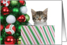 Kitten Peeking out of Present by Tree Merry Christmas card