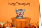 Happy Thanksgiving Kitten Peeking out of an Autumn Basket on Orange card