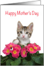 Happy Mother’s Day kitten reaching over Bouquet of Pink Flowers card