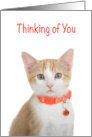 Orange and White Tabby Kitten Thinking of You card