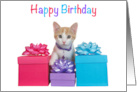 Orange and White Tabby kitten with Presents Happy Birthday card