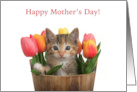 Calico Tabby Kitten peeking out of a Bucket of Tulips Mother’s Day card