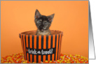 Tortie Kitten Peeking Out of a Candy Bucket Happy Halloween card