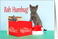 Christmas Present with Gray Kittens Bah Humbug card