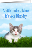 Humorous Kitten Birthday Card