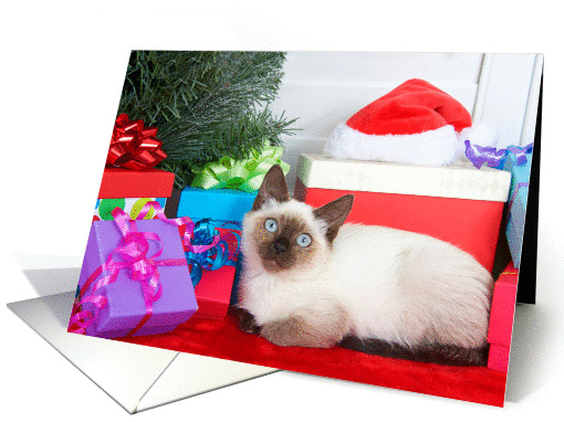 Siamese kitten under the tree Merry Christmas card (1447234)