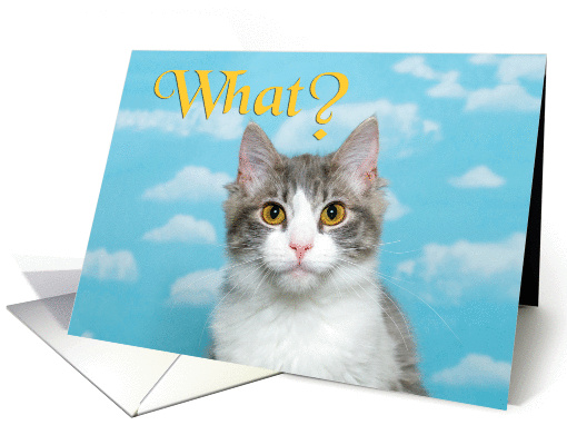 Cat says what? You got a promotion? card (1447238)