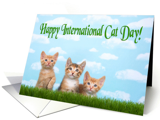 Three kittens in a row for International cat day card (1447246)