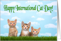 Three kittens in a row for International cat day card