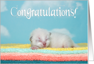 Newborn kitten congratulations new baby card