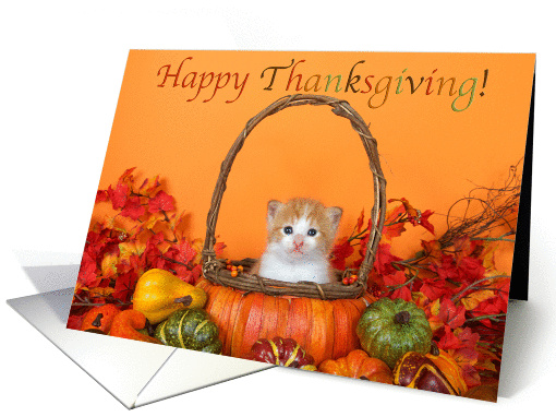 Tabby kitten in a pumpkin basket sending thanksgiving wishes card