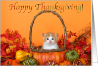 Tabby kitten in a pumpkin basket sending thanksgiving wishes card