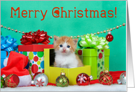 Ginger tabby kitten Merry Christmas card