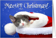 Tabby kitten peeking out for Christmas card