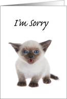 Siamese kitten I’m sorry card