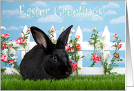 Big black bunny Easter Greetings card