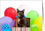 Tortoiseshell cat party Happy Birthday card