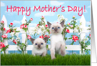 Two Siamese kittens wishing Happy Mother’s Day card