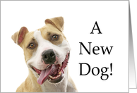 A new dog adoption congratulations card